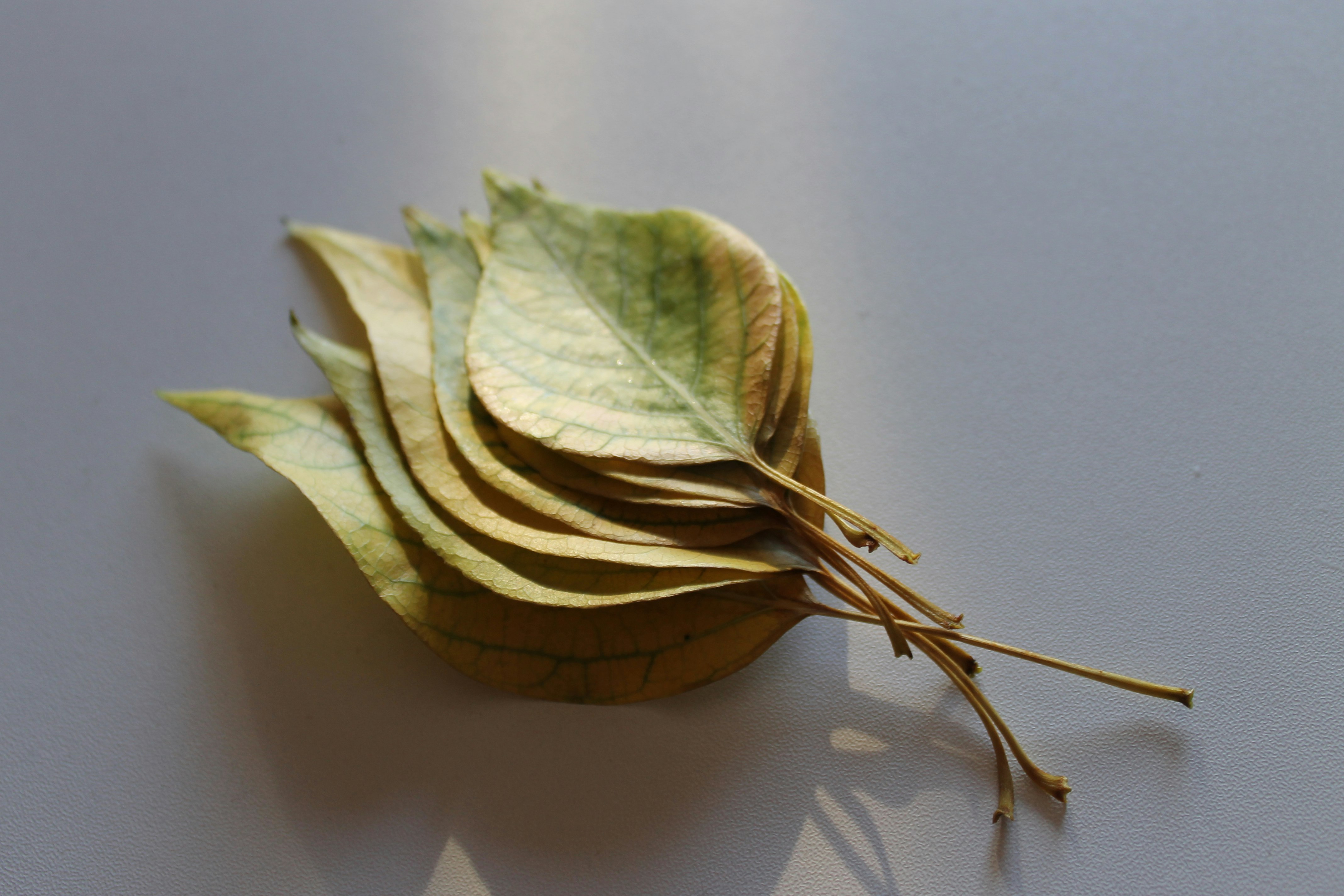 green leaves